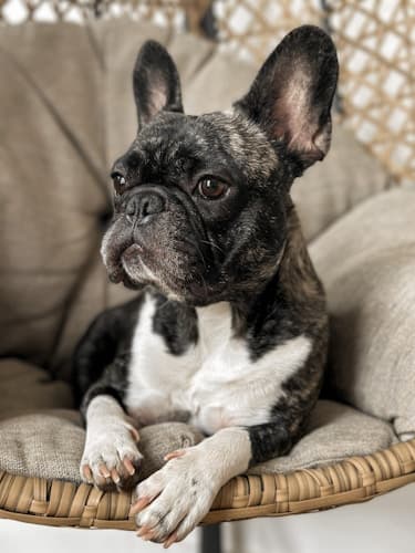 French Bulldog